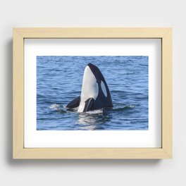 Killer Whale Spy Hop Recessed Framed Print