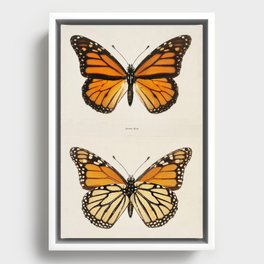 Monarch Butterflies Vintage 2 Framed Canvas