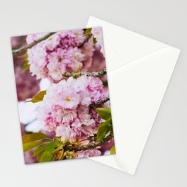 Cherry Blossoms in Spring Stationery Card