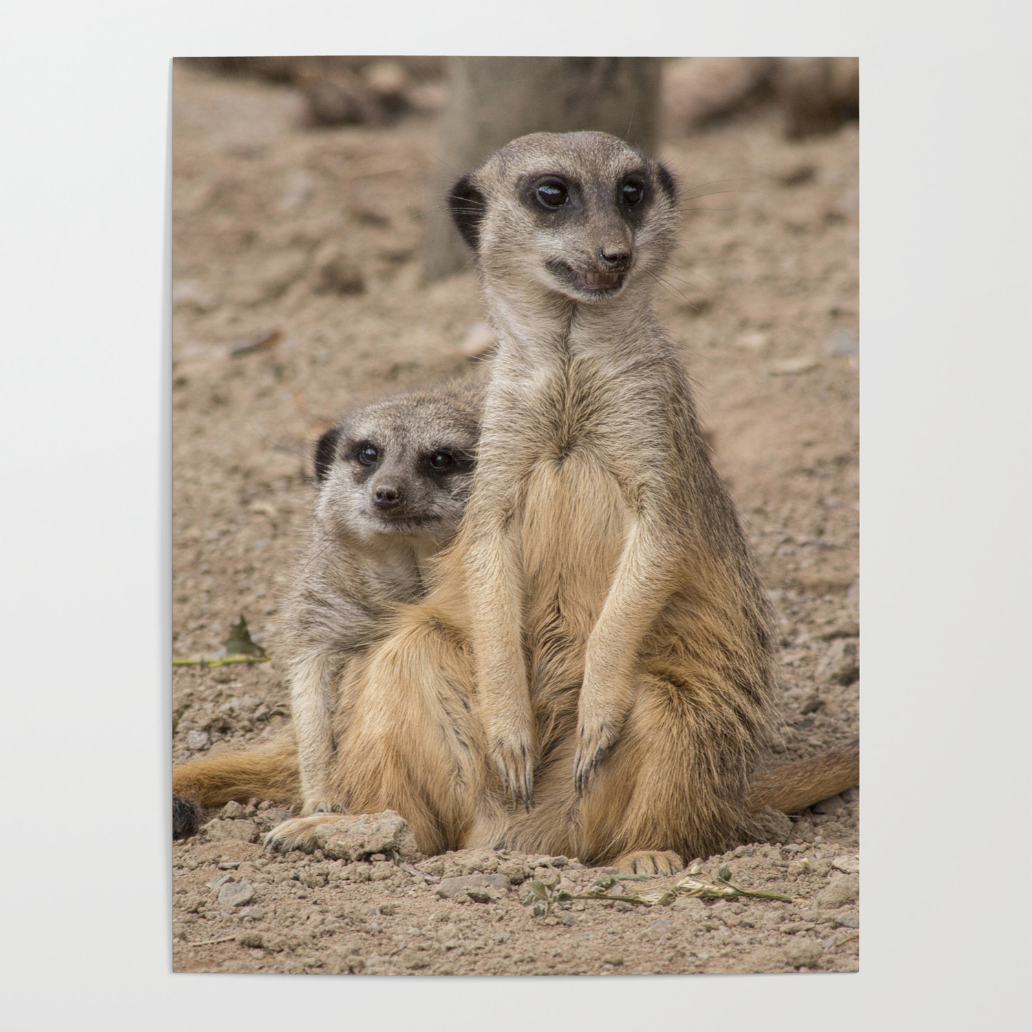 Cute African animals Male and Female Meerkats Poster by Haley Redshaw | Society6 Cute African animals Male and Female Meerkats Poster by Haley Redshaw | Society6