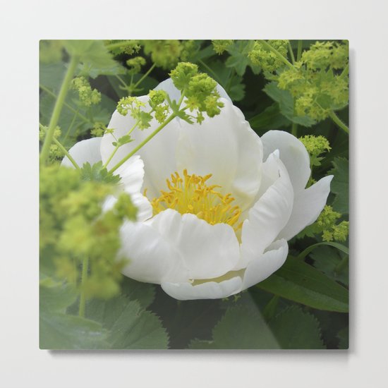 peony bloom macro XXVI Metal Print