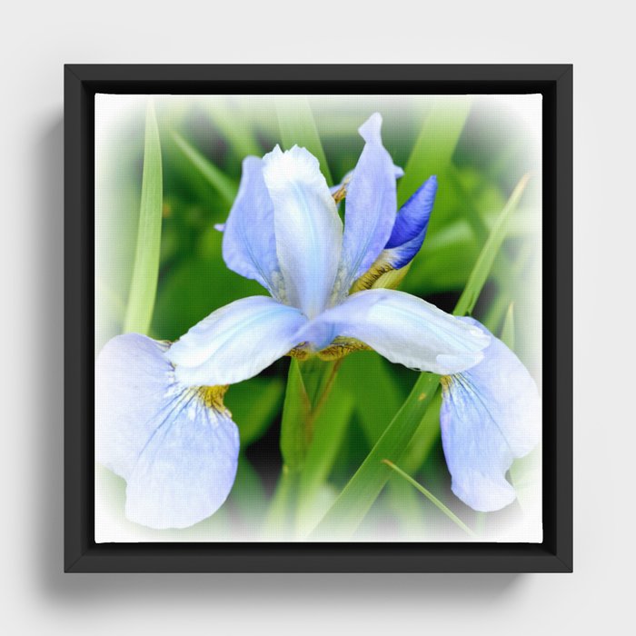 Spring Siberian Iris | Flower Framed Canvas