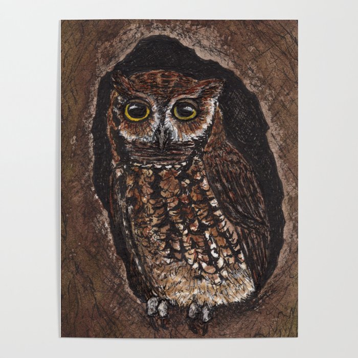 Eastern Screech Owl Color Poster