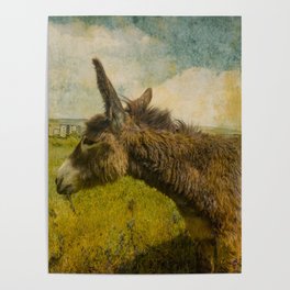 Vintage  cute brown donkey colt on the field Poster