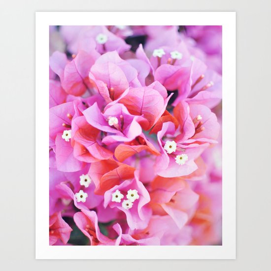 Bougainvillea Art Print