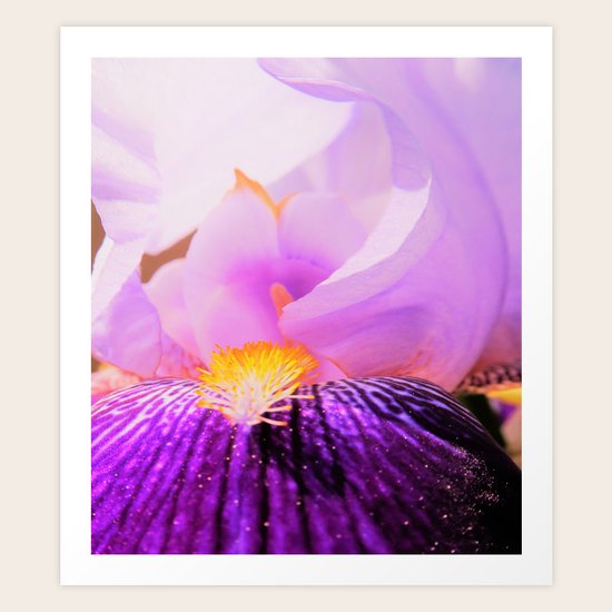 iris Art Print