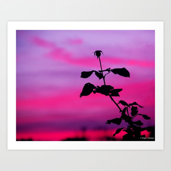 The Sunset of a Rose Art Print
