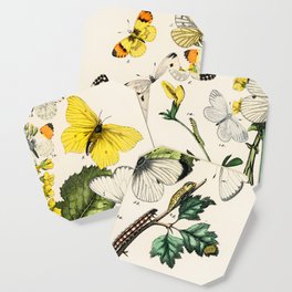 Yellow and White Butterflies and Flowers and Plants Cottagecore Nature Illustration  Coaster