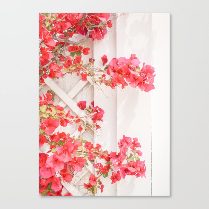 Bougainvillea in Pink | Colorful Flowers in the South of France | Floral Europe Travel Photography Canvas Print