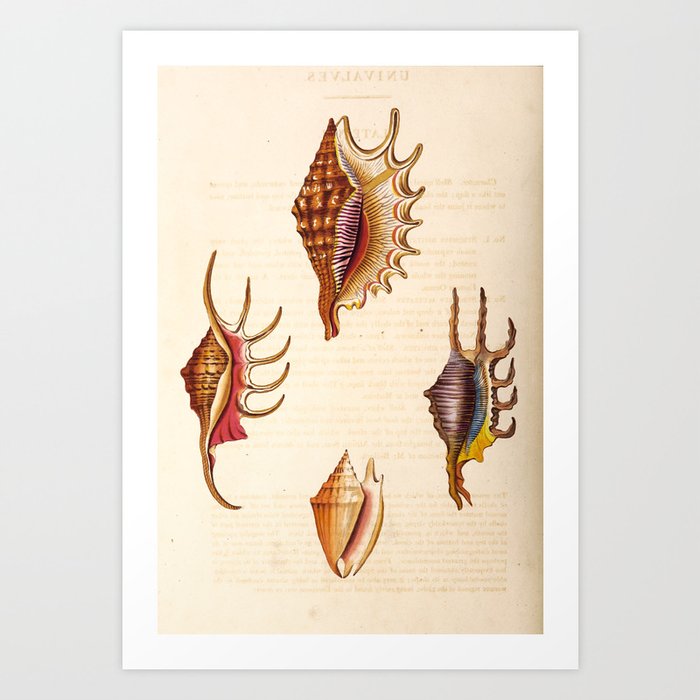 Art from "Conchology, or, The Natural History of Shells," 1811 (benefiting The Nature Conservancy) Art Print