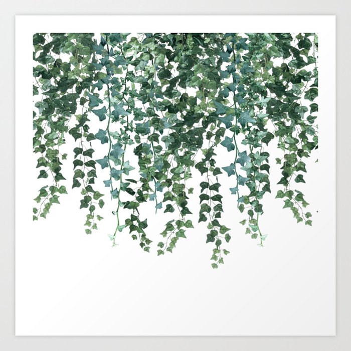 Ivy Vine Drop Art Print