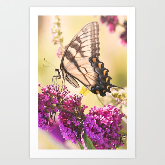Swallowtail Butterfly Art Print