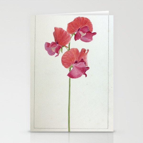 Flamingo Sweet Pea Flower Fleur De Pois De Senteur Flamingo Stationery Cards By Technoscience