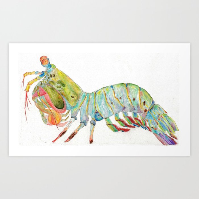 Peacock Mantis Shrimp Art Print By Hannahrodgers Society6 Here is how to draw one in four different styles. peacock mantis shrimp art print by hannahrodgers
