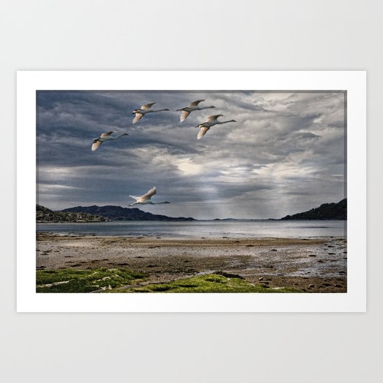 Swans on a Scottish Loch Art Print