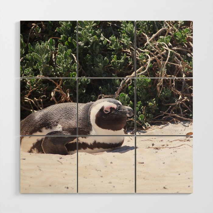 South Africa Photography - Penguin Laying At The Beach Wood Wall Art