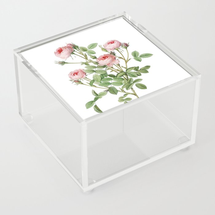 Vintage Burgundian Rose Botanical Illustration on Pure White Acrylic Box