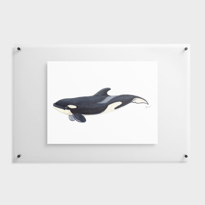 Baby orca Floating Acrylic Print