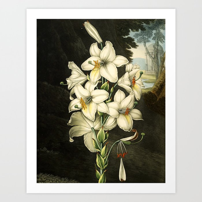 The White Lily : Temple of Flora Art Print