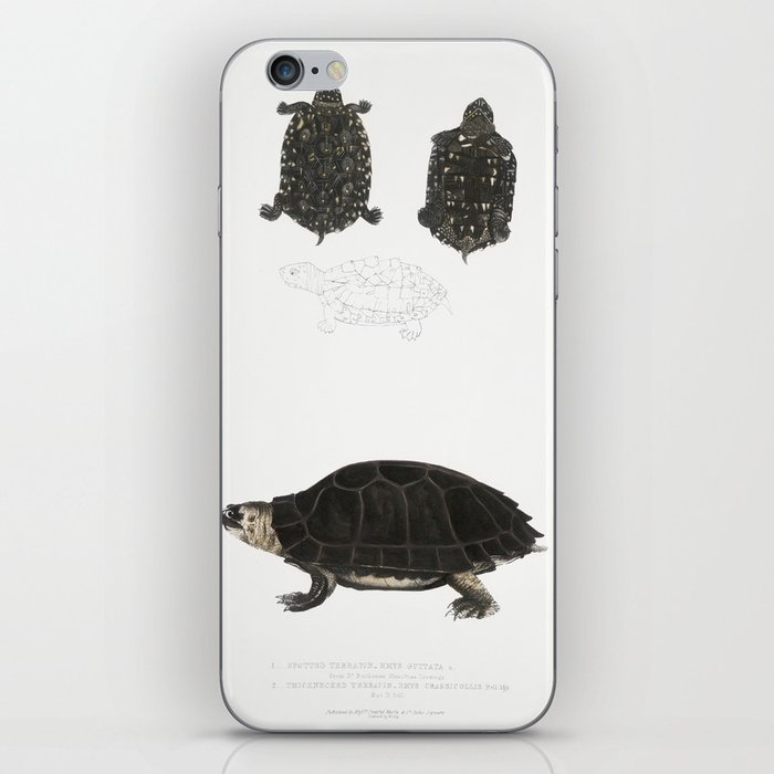 Spotted Terrapin & Thicknecked Terrapin iPhone Skin