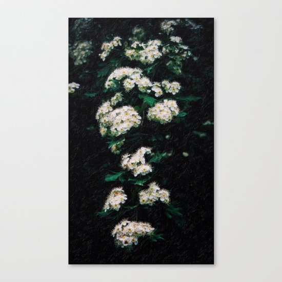 abstract almond flowers Canvas Print
