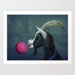 Goat blowing bubble gum Art Print