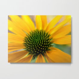 Leilani Coneflower Metal Print | Yellowflower, Closeup, Photograph, Macro, Yellowechinacea, Flower, Photo, Echinaceaflowers, Echinacea, Color 