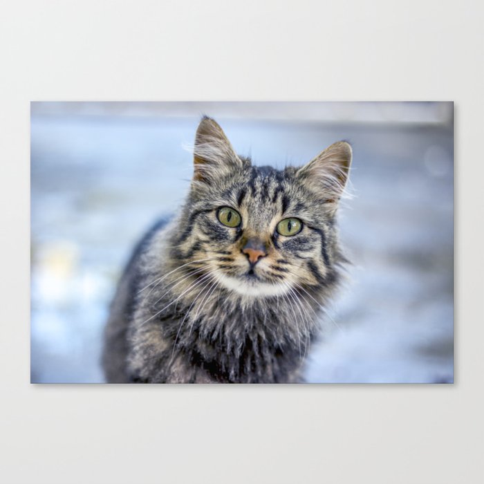 Cat Eyed Canvas Print