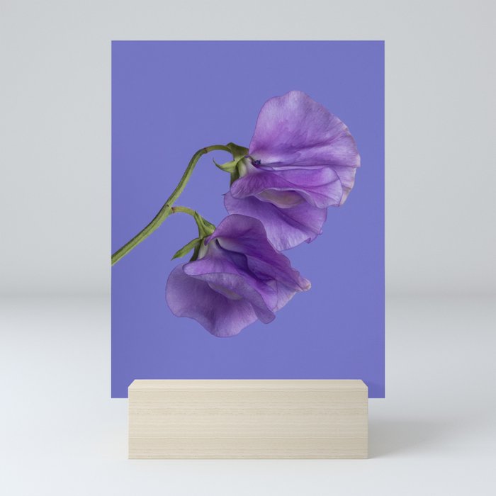 Purple Sweet Peas Mini Art Print