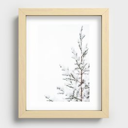 Winter Evergreen - Nature Photography Recessed Framed Print