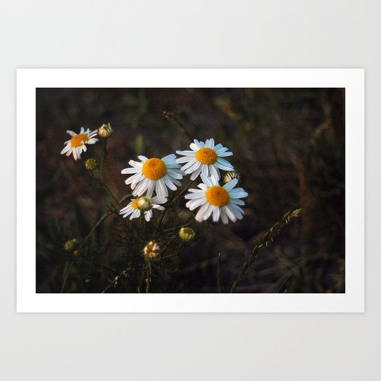 Daisies Part Two Art Print