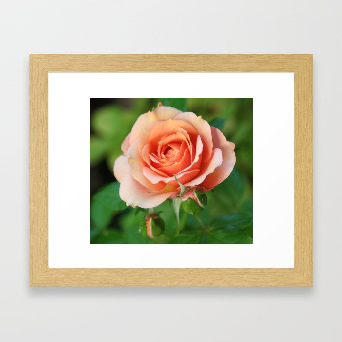 Garden pink rose flower blooming and two rose buds Framed Art Print