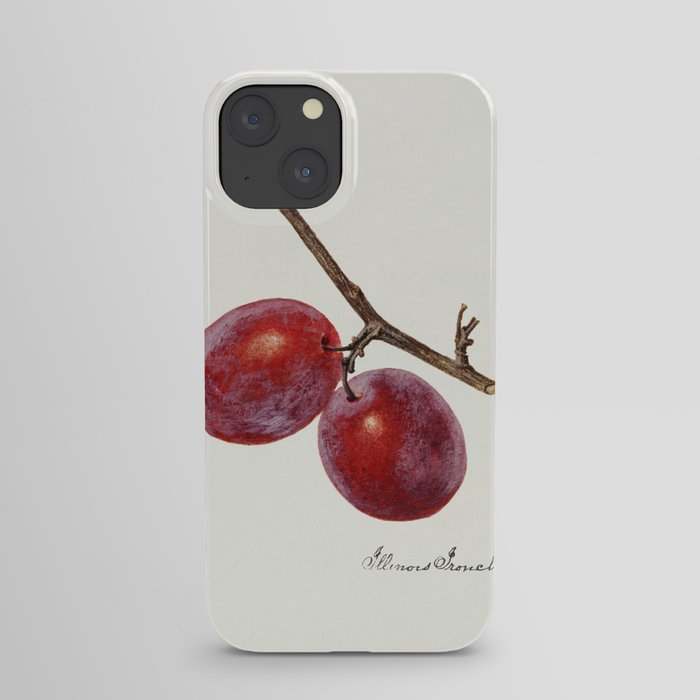 Plum (Prunus Domestica) n.d. iPhone Case