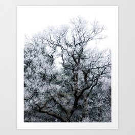 Cold Winter Tree v2 Art Print