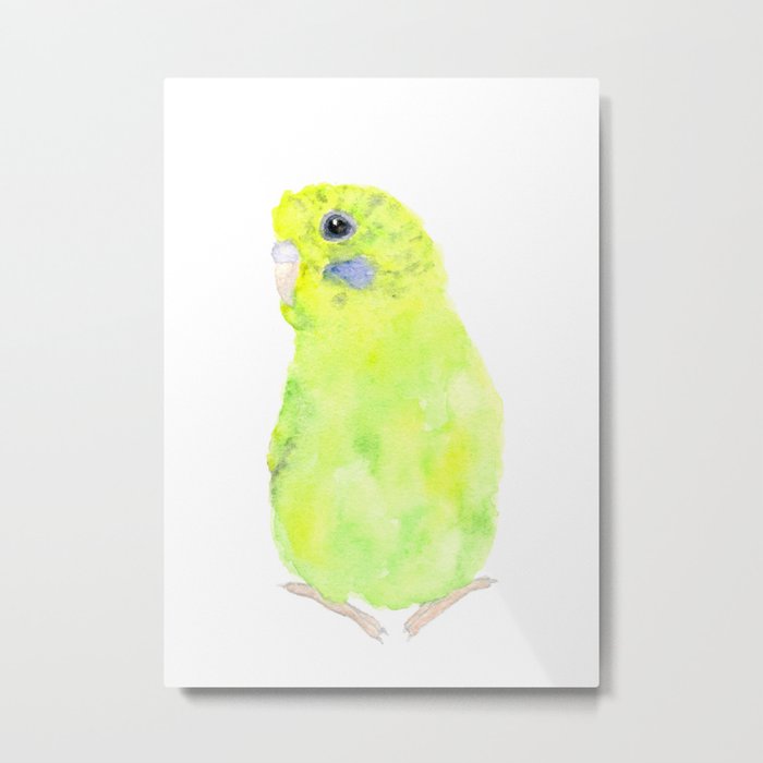Budgie, parakeet bird Metal Print