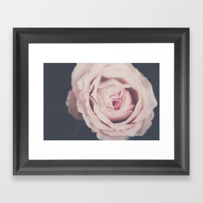 French Pink Rose Flower - Nature Flower Photography by Ingrid Beddoes  Framed Art Print