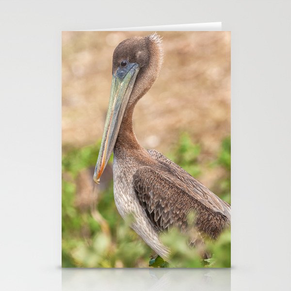 Pelican Portrait  Stationery Cards