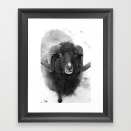 The black sheep, black and white photography Framed Art Print