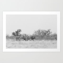 Zebra family in black and white || Etosha National Park, Namibia Art Print