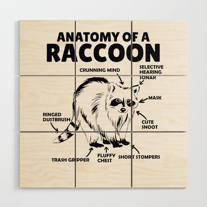 Sweet Raccoon Explanation Anatomy Of A Raccoon Wood Wall Art