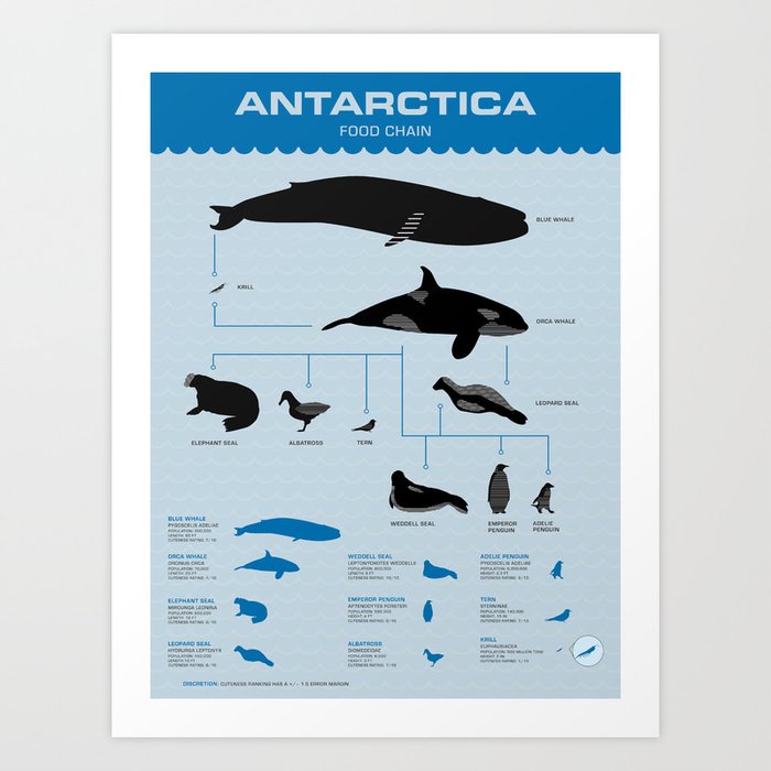 Antarctica Food Chain Art Print by Maddie Summers Biology Diagrams