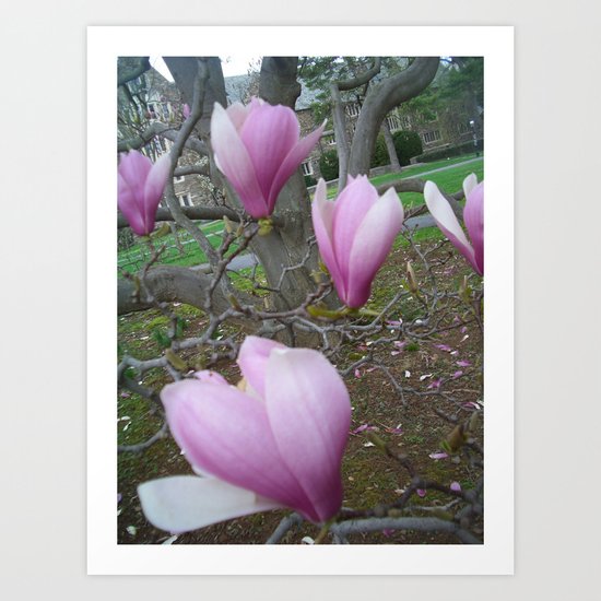 Magnolia Art Print