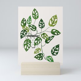 Monstera obliqua interior plant Mini Art Print