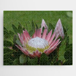 South Africa Photography - Beautiful Protea Plant Jigsaw Puzzle
