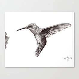 Brother Hummingbird Canvas Print
