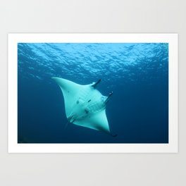 Beautiful manta ray's underbelly Art Print