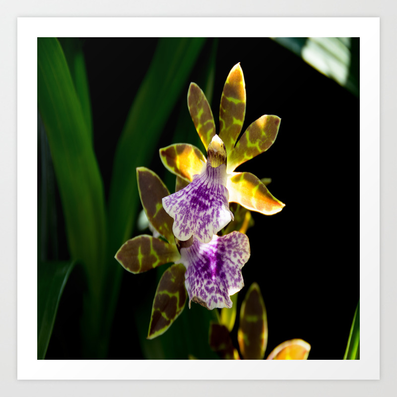 Zygo Blue Blazer Orchid Art Print By Jlwphotography Society6