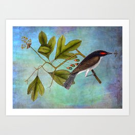 Eastern Kingbird and Sassafrass, Antique Natural History Art Collage Art Print