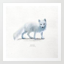 Arctic fox scientific illustration art print Art Print