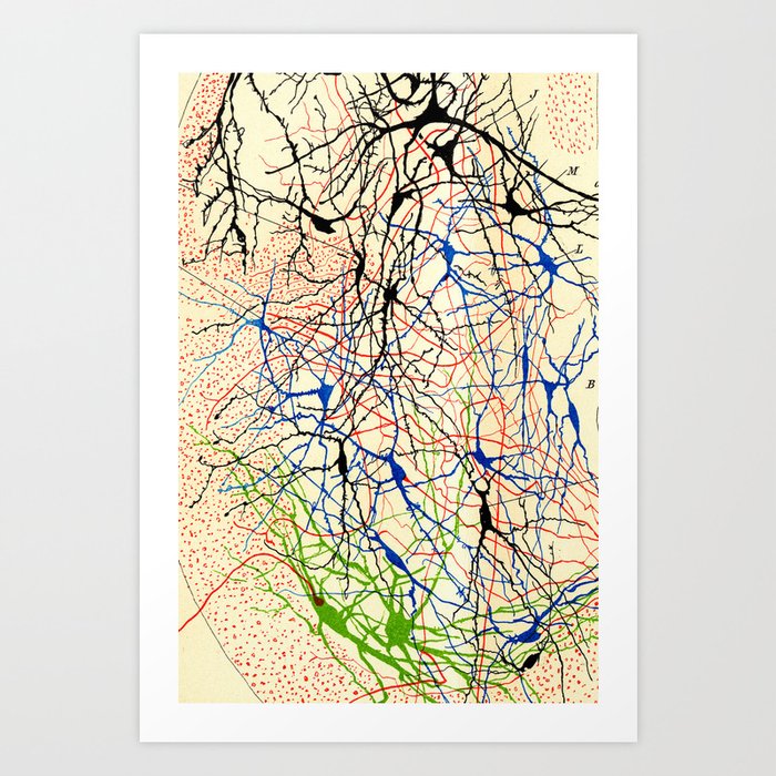 Santiago Ramón Y Cajal Nerve Cells Art Print